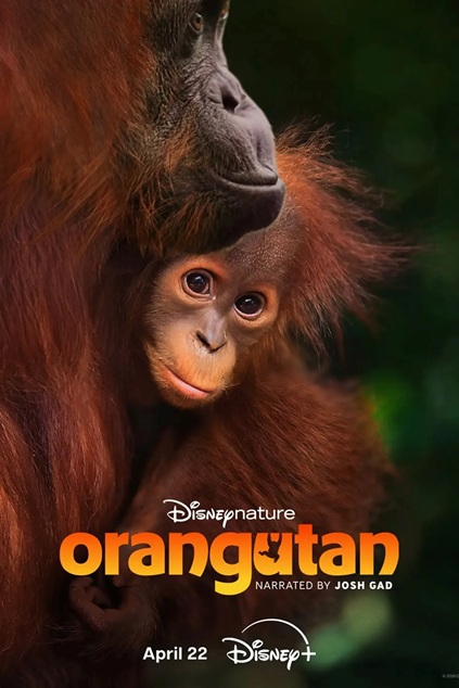Orangutan (2026)